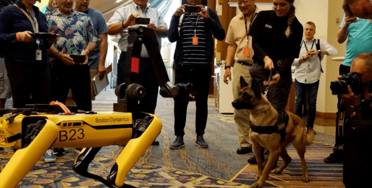 Робопсы Boston Dynamics на прогулке