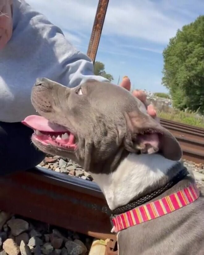 Собаку преследовали почти 3 мили и поймали буквально за несколько секунд до проезда поезда.