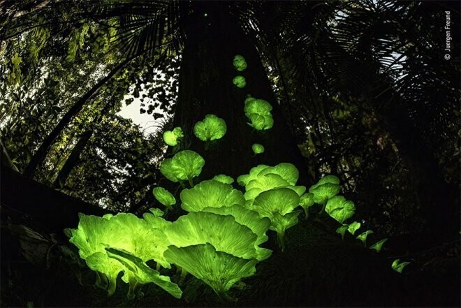 Растения и грибы: «Магия грибов» Юрген Фройнд