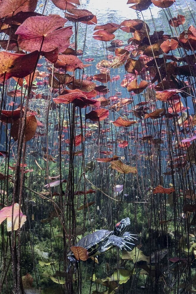Водно-болотные угодья - большая картина: «Черепаха в раю» Хенли Спайерс
