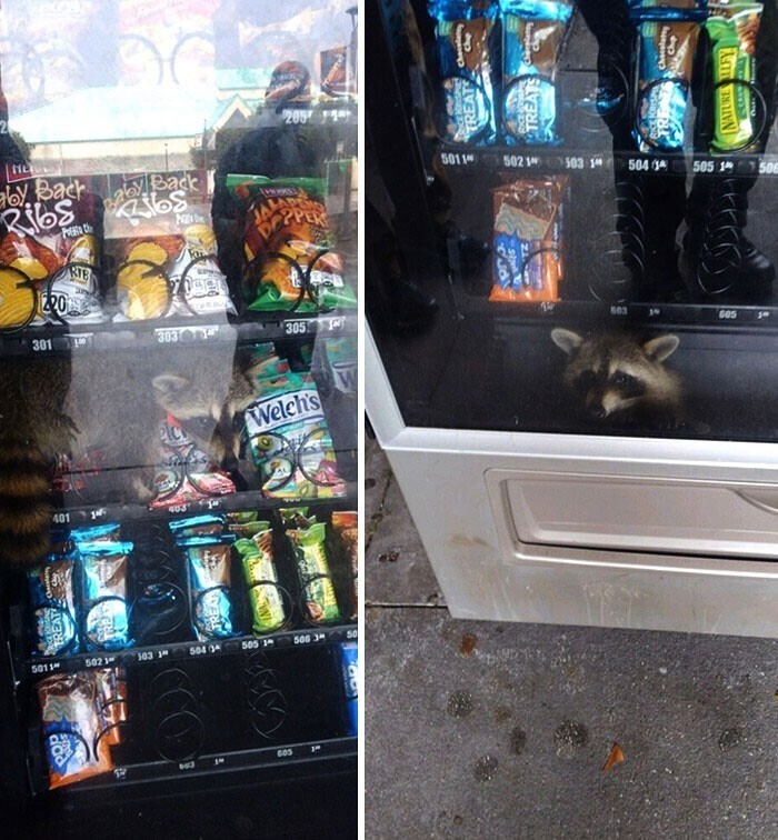 Ограбление торгового автомата, которое не удалось