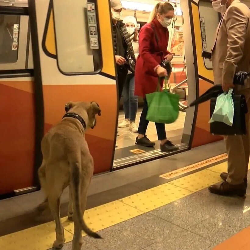 Как живет пес Боджи из Стамбула, который просто обожает общественный транспорт