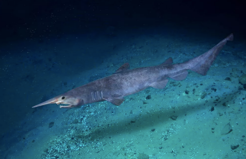Как выглядит самая малоизученная акула в мире