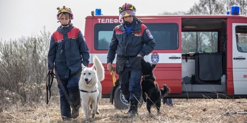 Столичные служебные собаки помогли спасти 25 человек в этом году