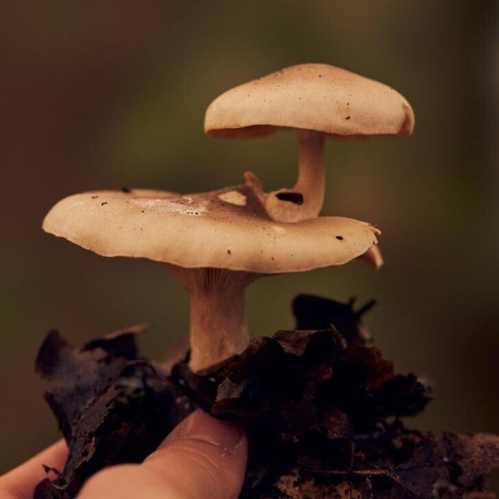 Гриб, растущий из гриба
