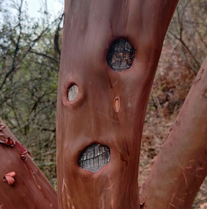 Дерево с лицом