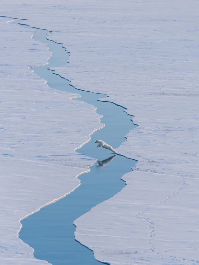 Белый медведь прыгает через трещину в арктическом льду