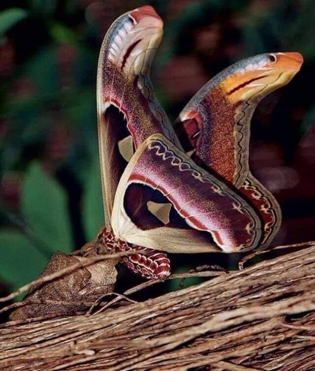 Павлиноглазка Атлас - удивительная бабочка, которая умеет маскироваться под змею