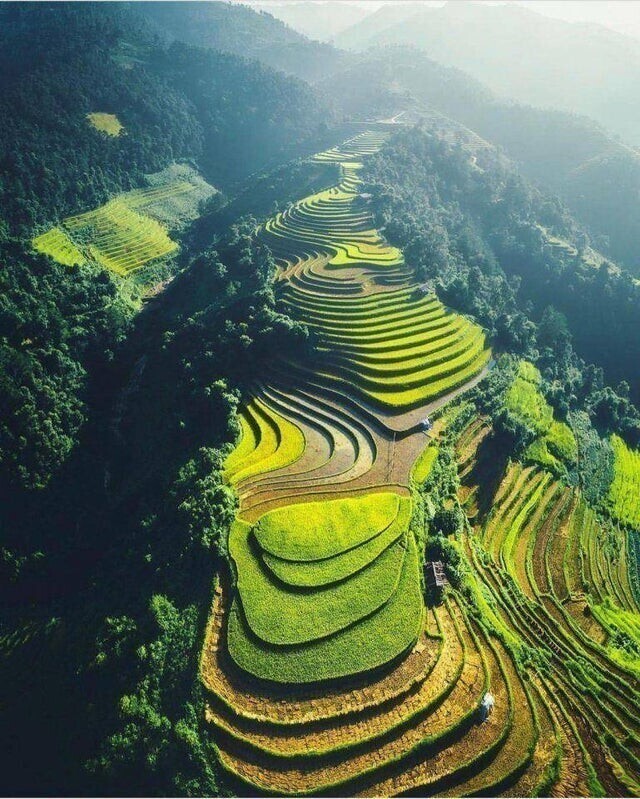 Рисовые поля, Вьетнам