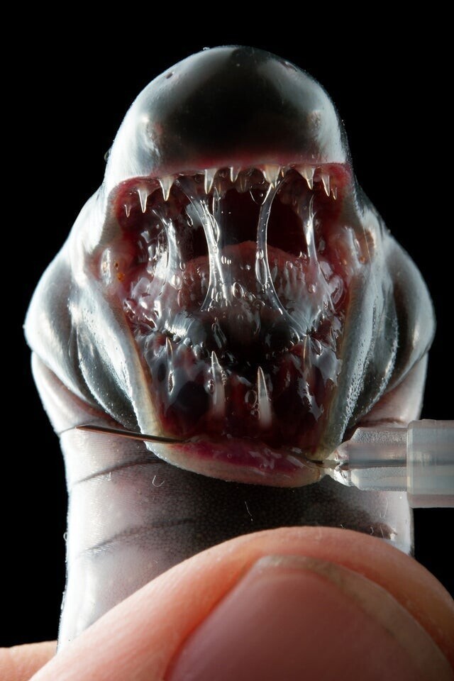 Неожиданно ужасающая пасть цецилия, хищного червеобразного земноводного. Детеныши обладают особенными зубами, которые позволяют им есть кожу со спины матери сразу после вылупления