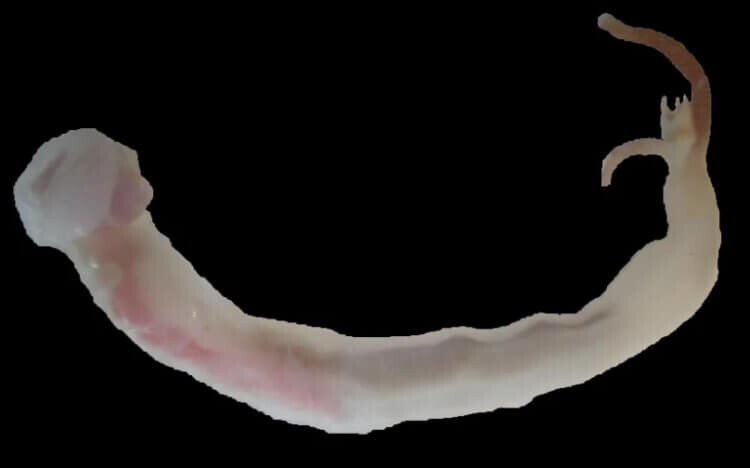 Почему корабельные черви — одни из самых загадочных животных в мире?