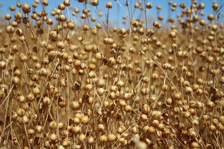 В Тюменской области вновь выращивают лён
