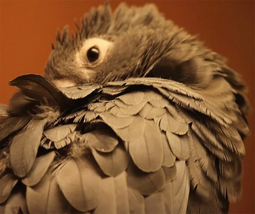 Большой попугай-ваза: В брачный период самки становятся уродливыми, лысыми и держат самцов-рабов, а так хороший умный попугай