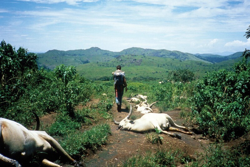 Мужчина проходит мимо мертвого скота после извержения газа в озере Ниос, Камерун, 1986 год