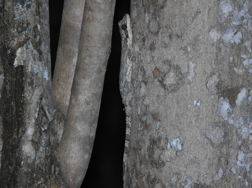 Лопастехвостый геккон: весь в морщинах и складках
