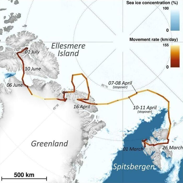 1. Путешествие полярной лисицы (песца) с JPS-датчиком из Норвегии в Канаду в 2018 году: 76 дней, 4415 км