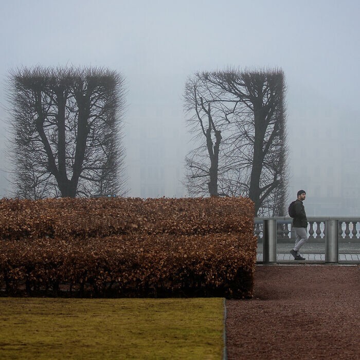 11. Подстриженные деревья и кусты в тумане создают композицию в стиле художника Мондриана