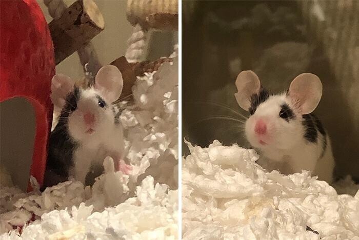 Мышка с круглыми ушами
