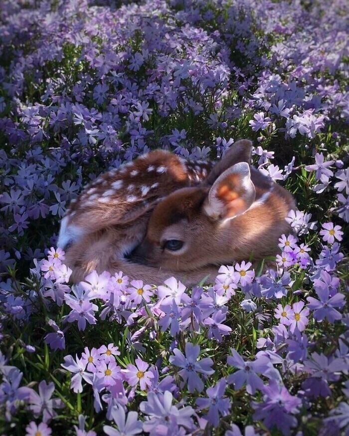 Олененок спит на цветочном поле