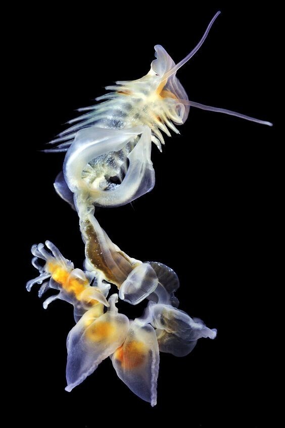 Морской глубоководный червь