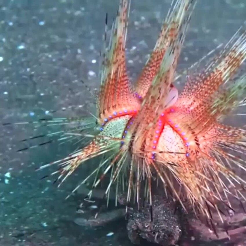 Вы не поверите, что они живые: 23 фантастические твари из морской пучины