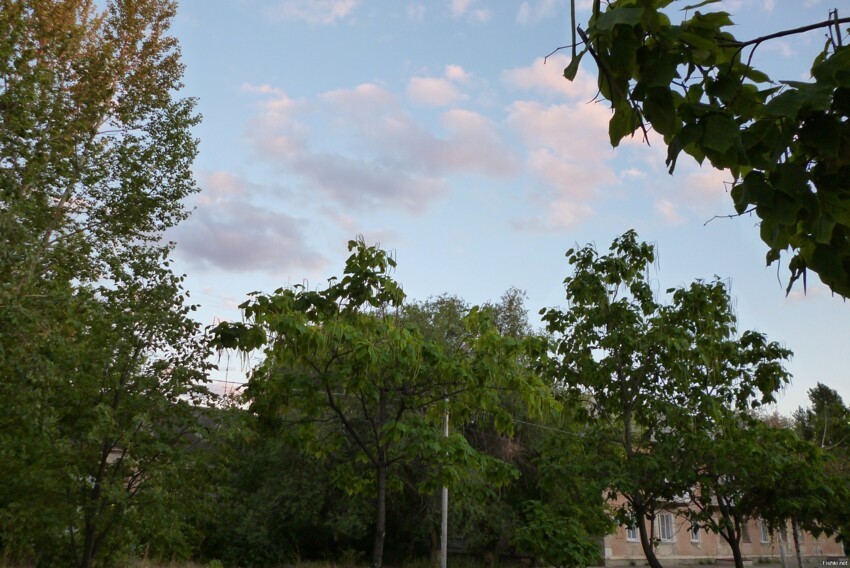 Кое-где, в Волгограде, ещё можно увидеть зелёные деревья