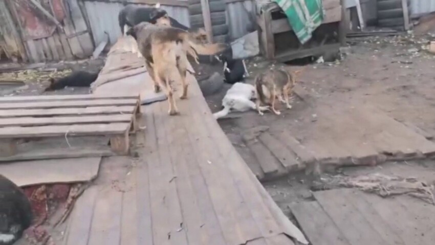 В Воронеже неизвестные пробрались в приют для собак и жестоко убили часть постояльцев