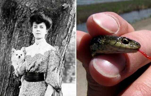 6. Алиса Рузвельт и змея, которую она брала с собой на званые обеды