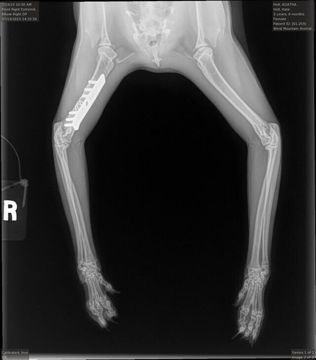 Рентген кошки, у неё титановый протез