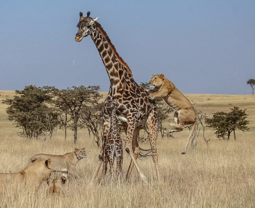 Жираф: Неочевидные факты. С удовольствием едят падаль, в подмышках ночуют птицы, а детёныши падают с 2 метров при рождении