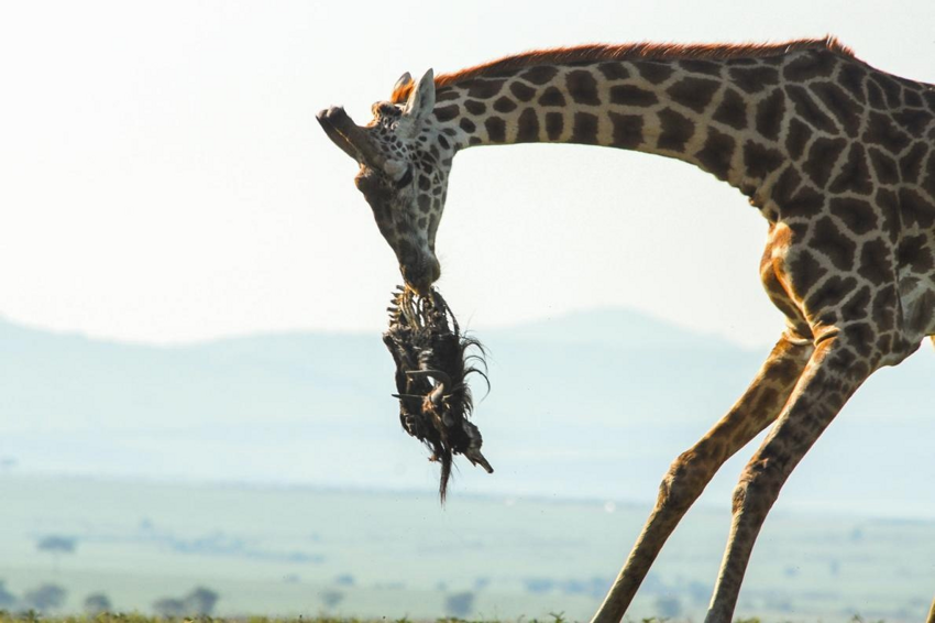 Жираф: Неочевидные факты. С удовольствием едят падаль, в подмышках ночуют птицы, а детёныши падают с 2 метров при рождении