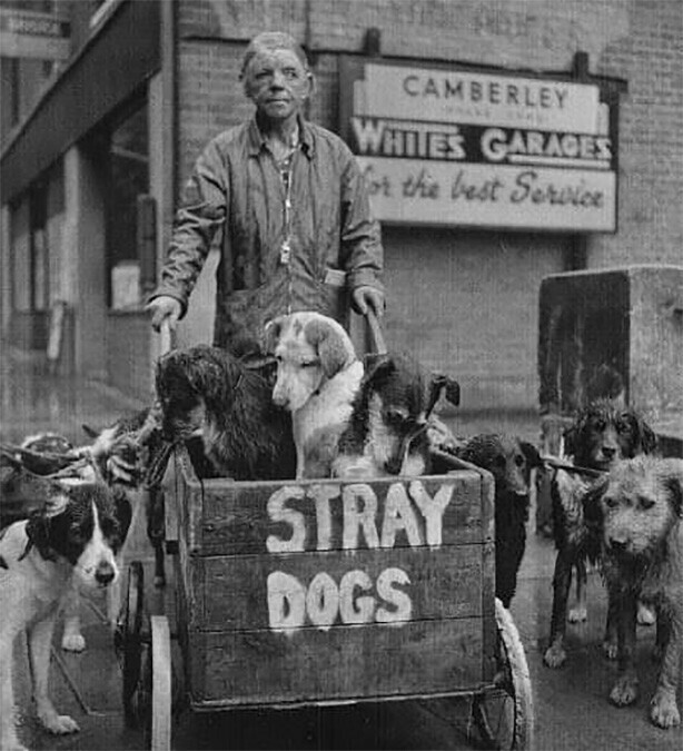 Кэмберли Кейт, помогающая бездомным собакам , Великобритания, 1962 год.