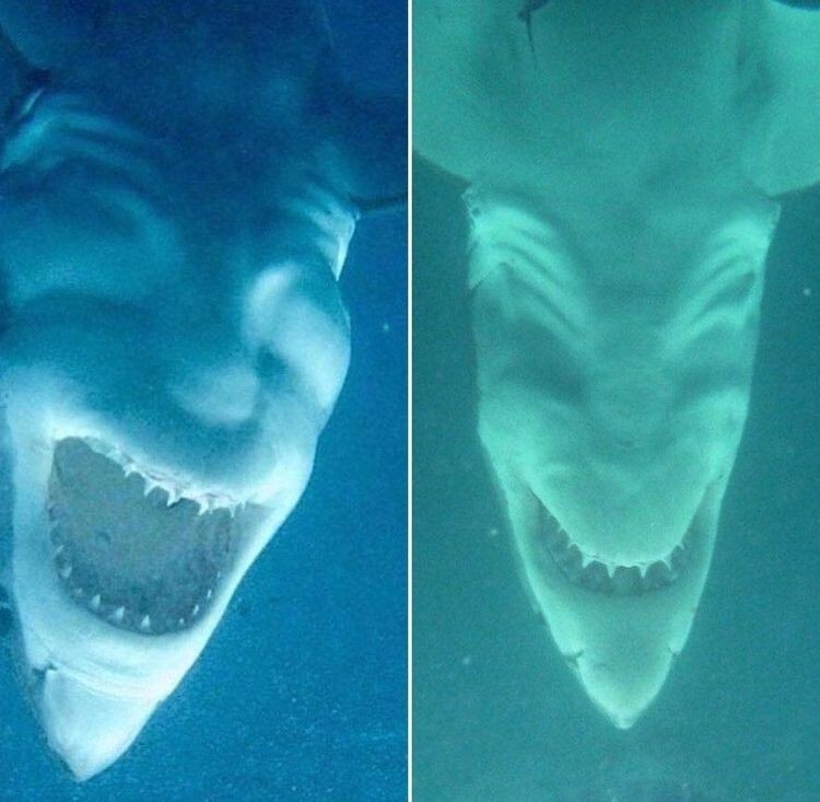 Большая белая акула, вид снизу