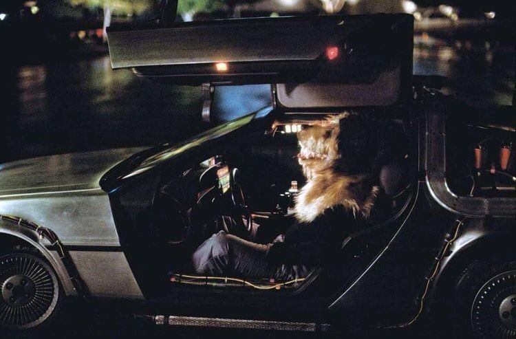 Каскадёр в костюме пса по кличке Эйнштейн во время съёмок знаменитой сцены фильма «Назад в будущее»