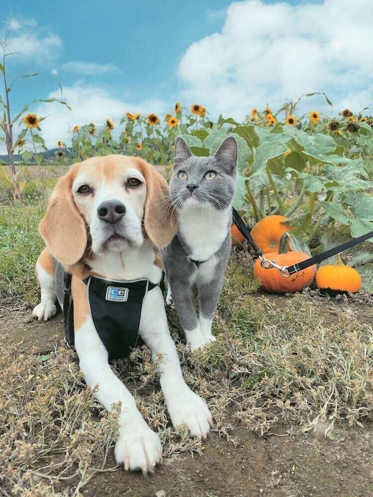 Бигль и кошка стали лучшими друзьями, и умиляют всех вокруг