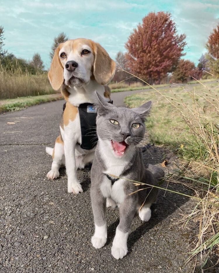 Бигль и кошка стали лучшими друзьями, и умиляют всех вокруг