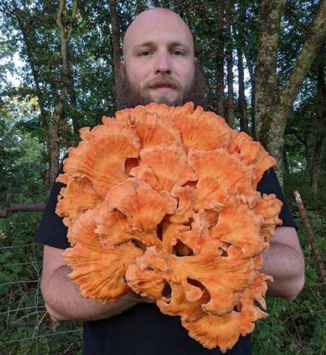 8. "Нашел сегодня гигантский оранжевый гриб"