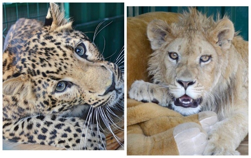 Львенок Симба восстановился после бесчеловечного обращения фотографа и отправился на Килиманджаро