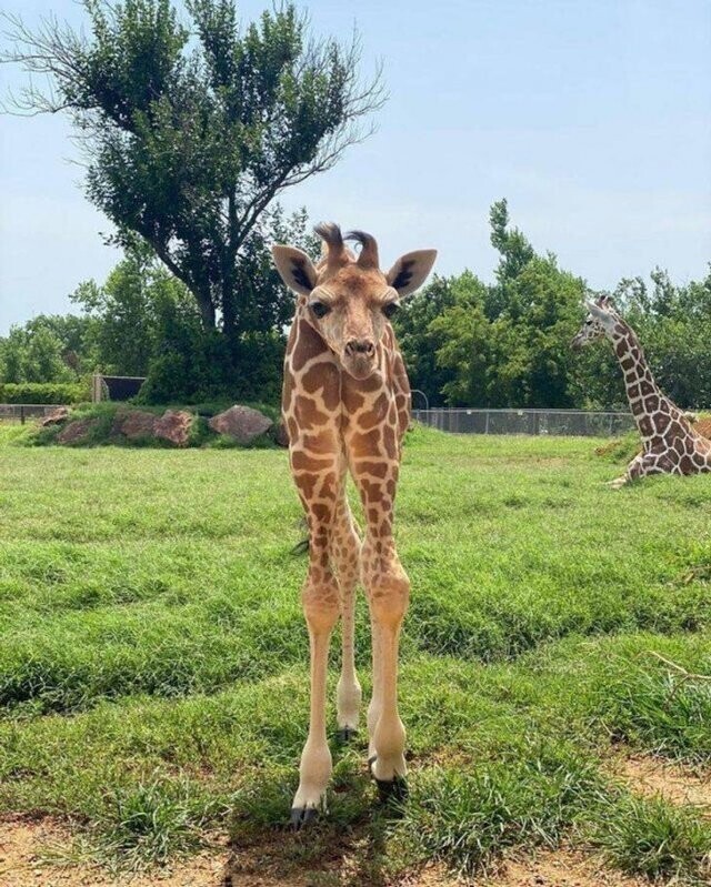 "В Оклахоме в зоопарке родился жирафенок. Но мне при взгляде на фото показалось, что с ним что-то не так"