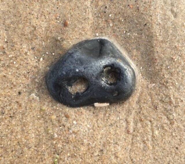 Не любопытная собака, а камень в песке