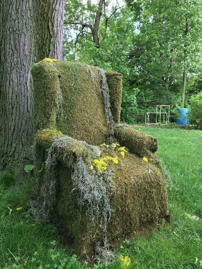 8. "У моих соседей есть старое кресло, которое обросло растениями"