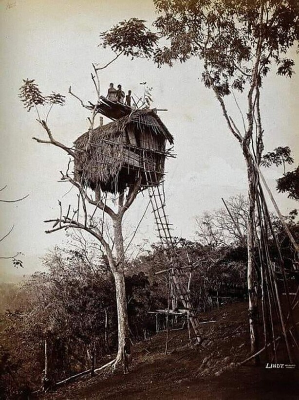 Дом на дереве. Папуа-Новая Гвинея, 1886 год