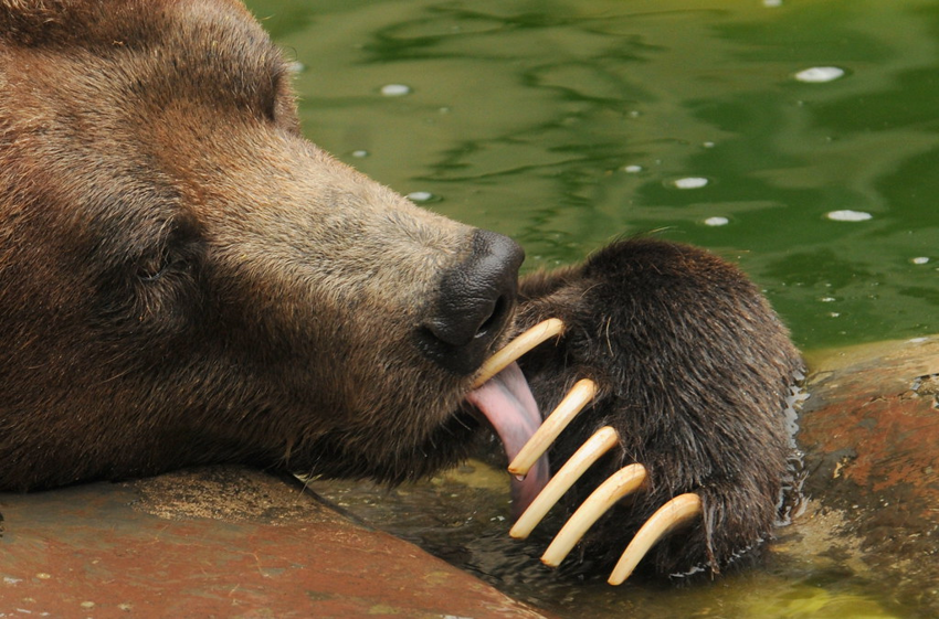 Мифы и правда о зимней спячке: Оказывается, медведи вообще не впадают в «спячку», да и лапу не сосут