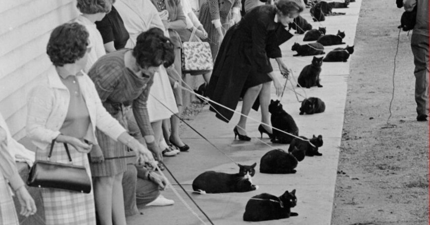 34. Черные кошки в очереди на прослушивание в Голливуде, 1961 год