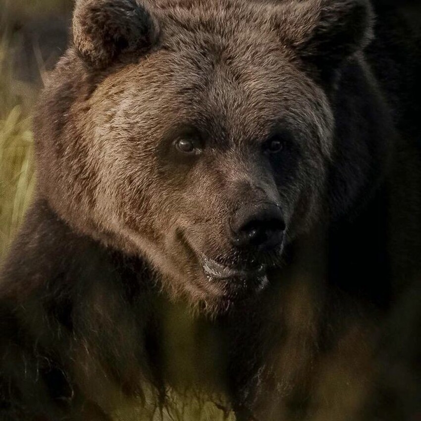 Дикий медведь, Финляндия