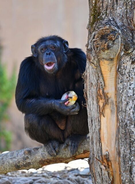 Шимпанзе-трейдер