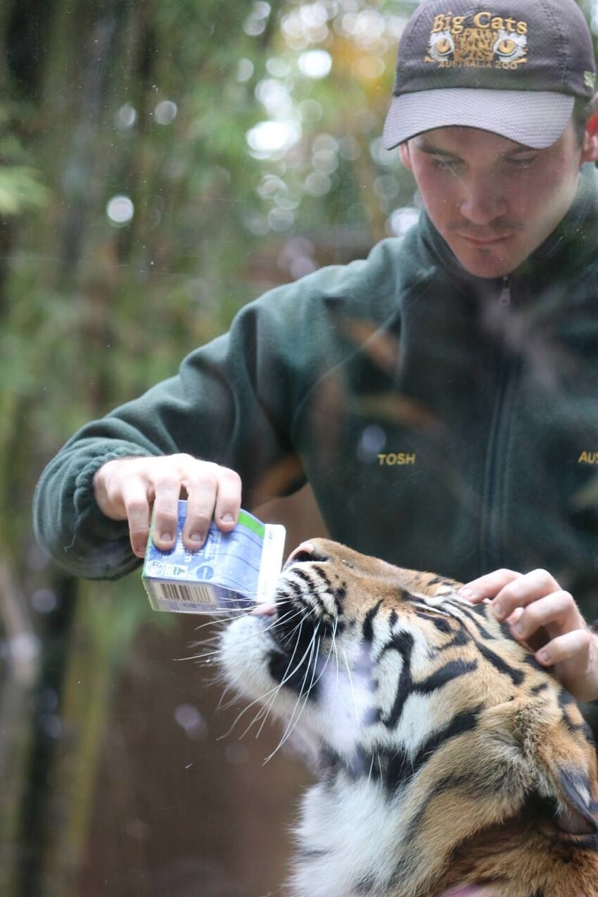 16 умилительных снимков о работе смотрителей зоопарка