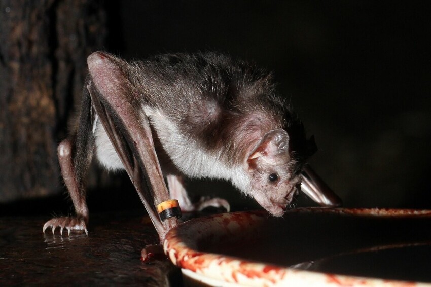 Летучие мыши-вампиры: Добрая нечисть. Совмещают кровавый промысел с нежностью и заботой в коллективе