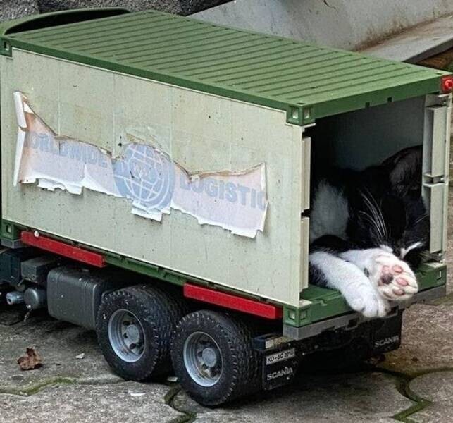 Это кошка спит в игрушечном грузовике - или это кошачий гигант?