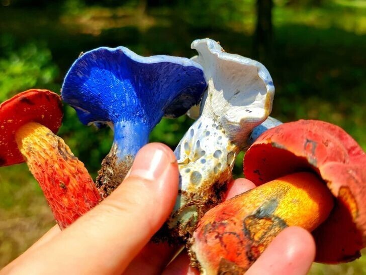 Натуральные разноцветные грибы